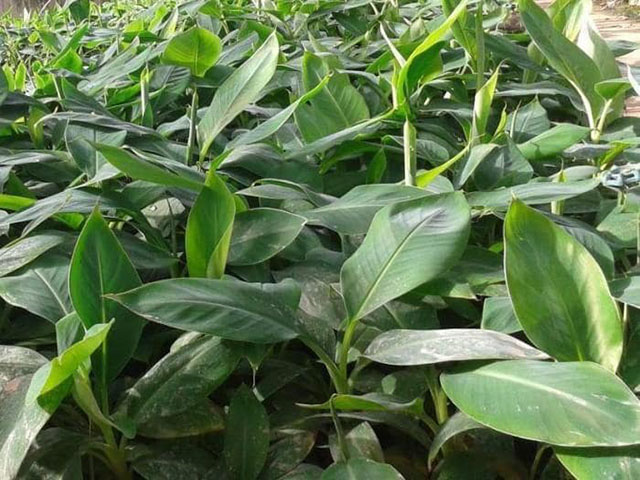 Cây giống chuối tím ( giống cấy mô cây cao 50cm)