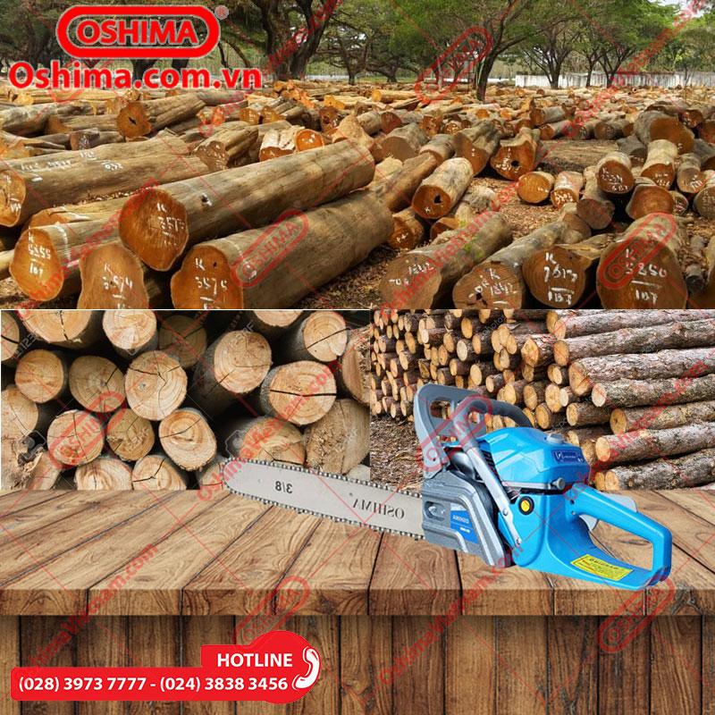 [HCM]Máy cưa xích Oshima 5900