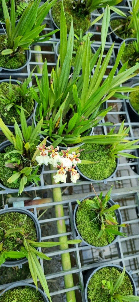 HOA LAN VŨ NỮ TIỂU THẦN TIÊN ĐỔI MÀU