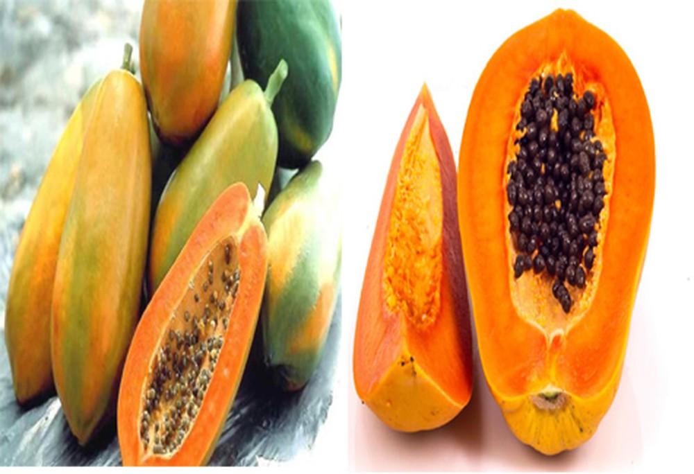 Gói 5 hạt giống đu đủ lùn Thái Lan F1 Quý Phi