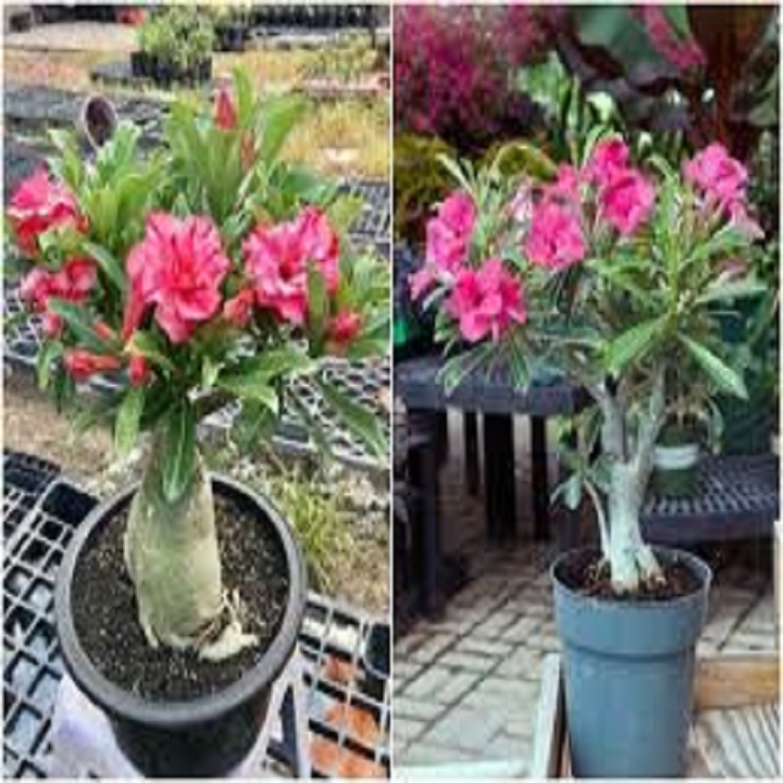 CÂY giống HOA SỨ THÁI CÁNH KÉP "TẤN HỶ "