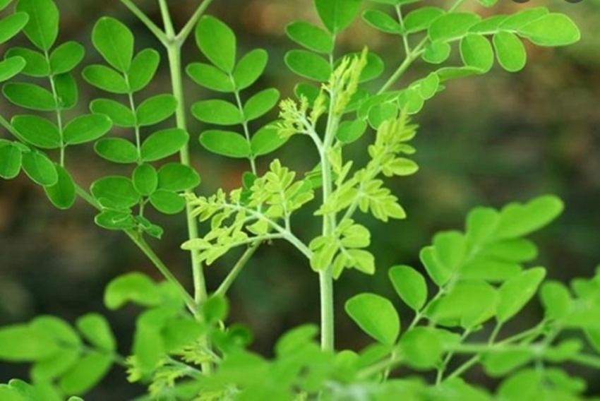 10 hạt giống cây chùm ngây