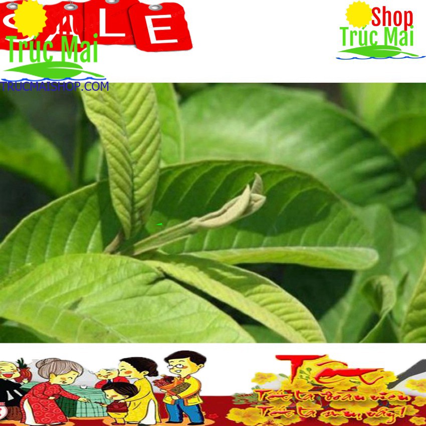Lá ổi 1kg (Tươi -Khô)