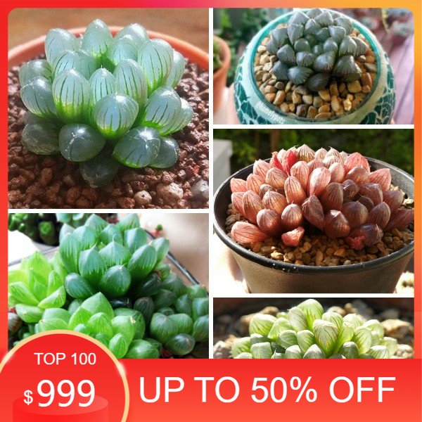 Hạt giống hoa sen đá 20 hạt