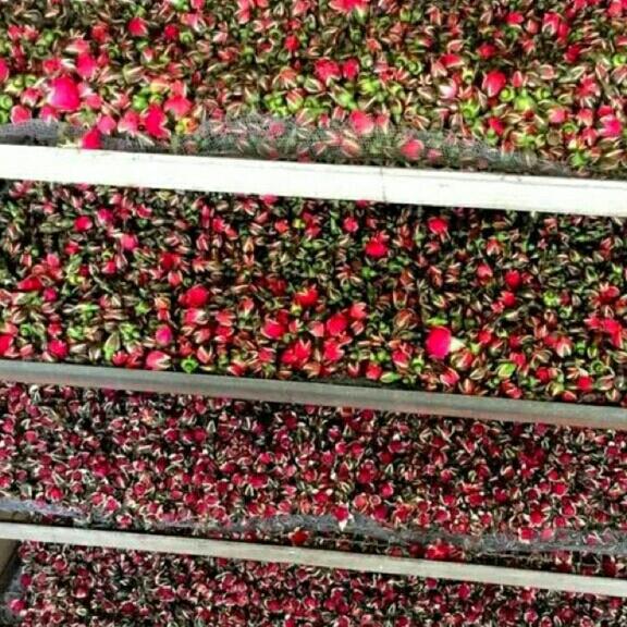 500g nụ hoa hồng khô