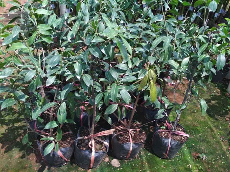 Cây giống thanh trà