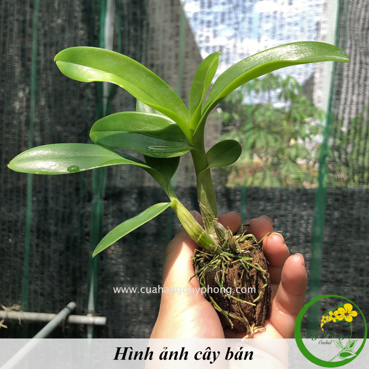 Dendro nắng rồng vàng | cây giống