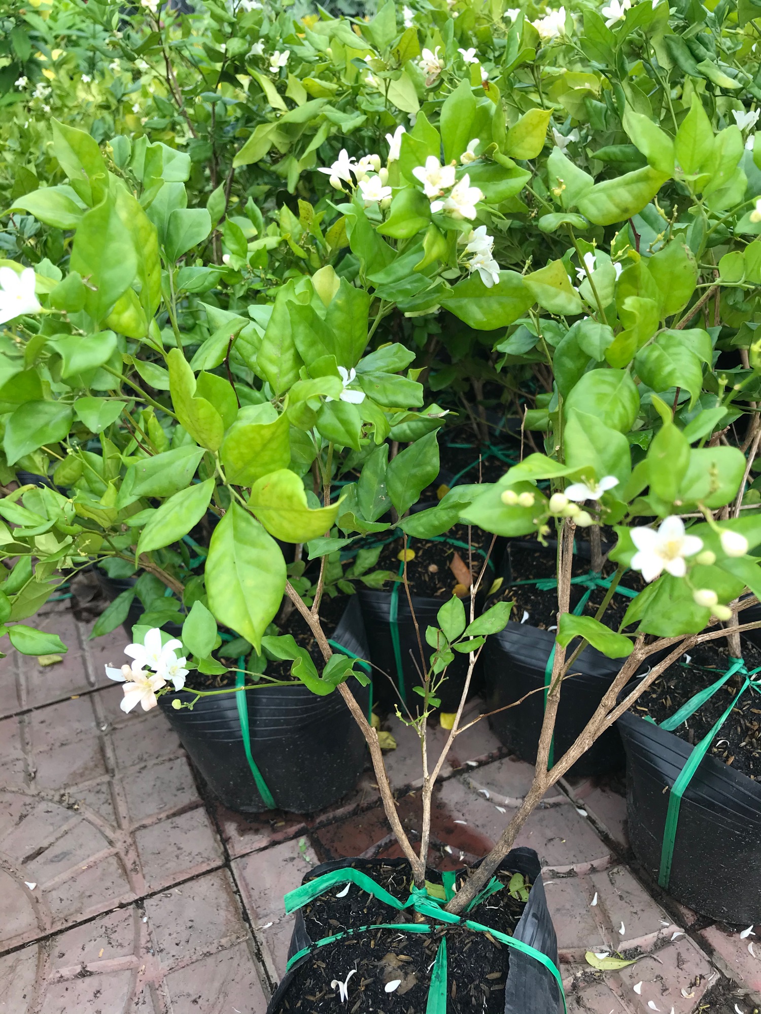 Cây Nguyệt quế + tặng phân bón cho cây