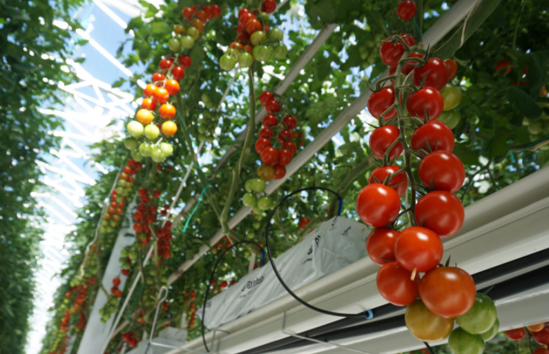 🍅Hạt Giống Cà Chua Bi🍅 (Tỉ Lể Nảy Mầm Cao, Siêu Ngọt Thơm) - 1gr/gói