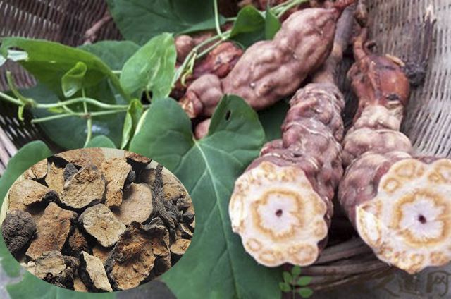 500Gr Dried Red Polygonum Polygonatum Gt301