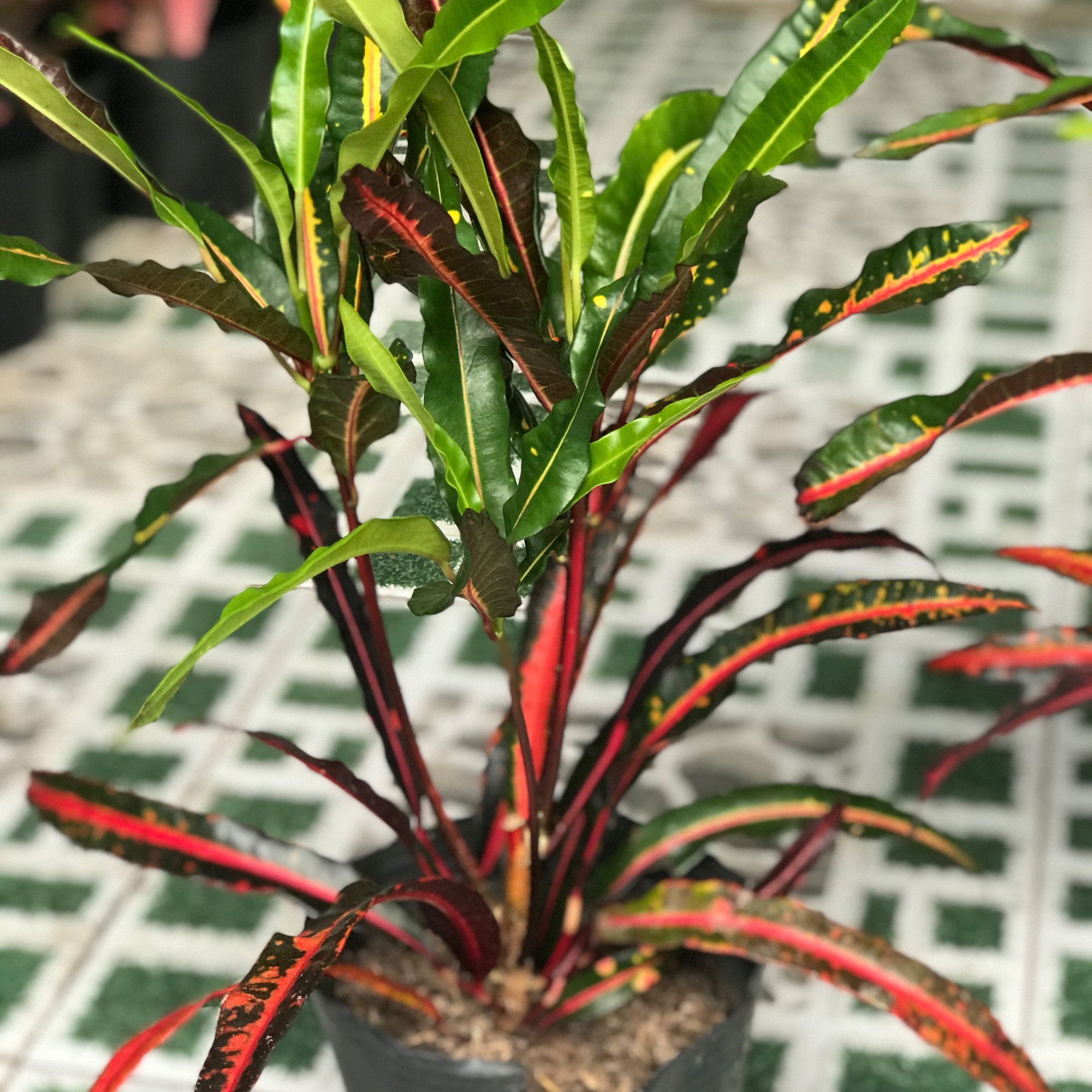 Cây gia huy+ tặng phân bón cho cây khỏe