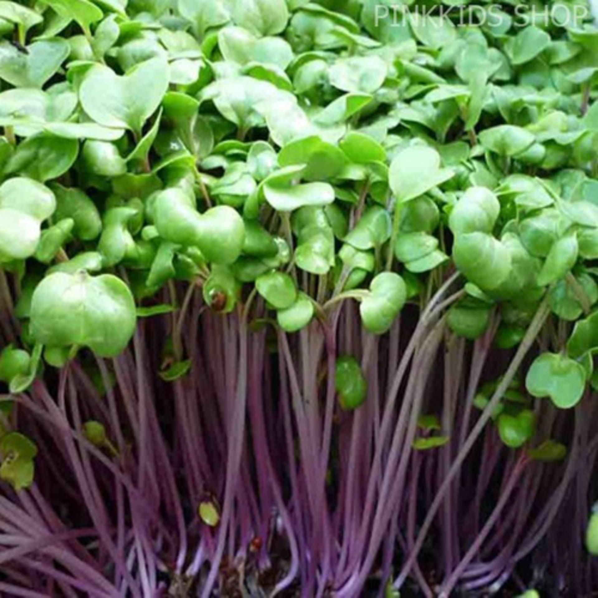Hạt giống Mầm củ cải đỏ - Gói 100g