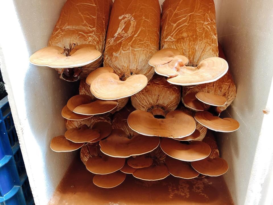Phôi nấm Linh chi (01 kiện 14 bịch)