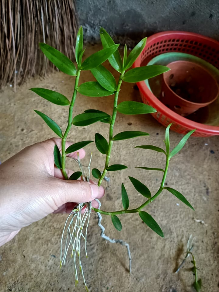 Combo 10  Cây giống Hoa lan Thiên Cung Lữ Bố đang có nụ hoa