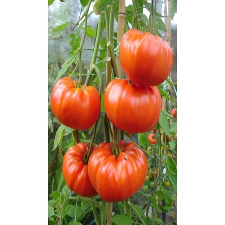 30 hạt giống cà chua khổng lồ