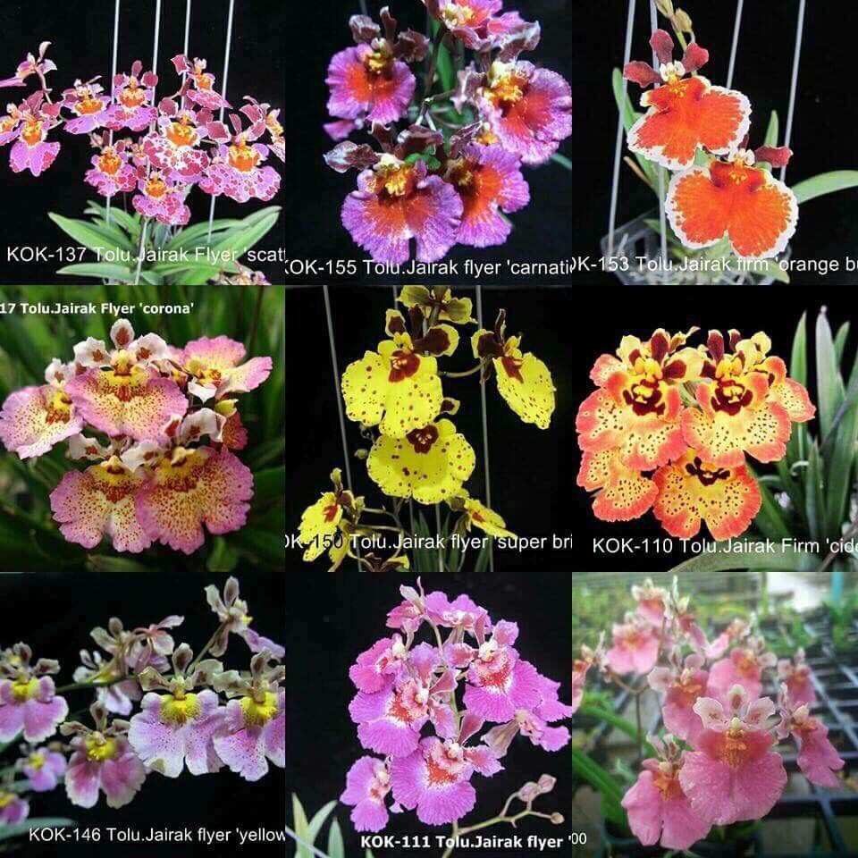 Hoa lan vũ nữ bút chì cây giống