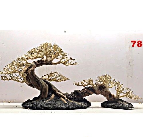 Lũa xương chùm / Lũa tán quýt (100g) 🔥 Chuyên ghép tán bonsai thuỷ sinh
