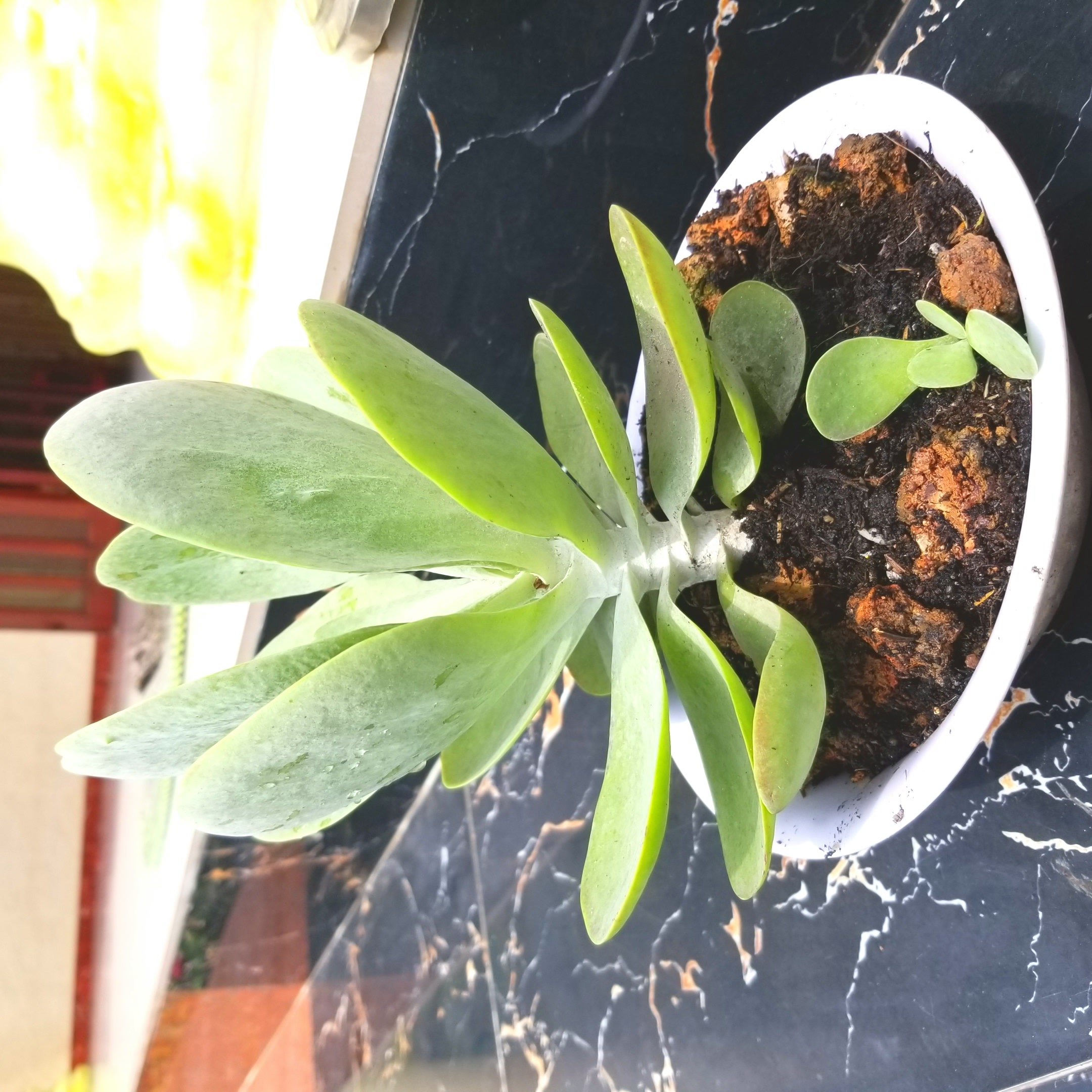 Sen đá cánh bướm rẻ bền (cánh bao đẹp)