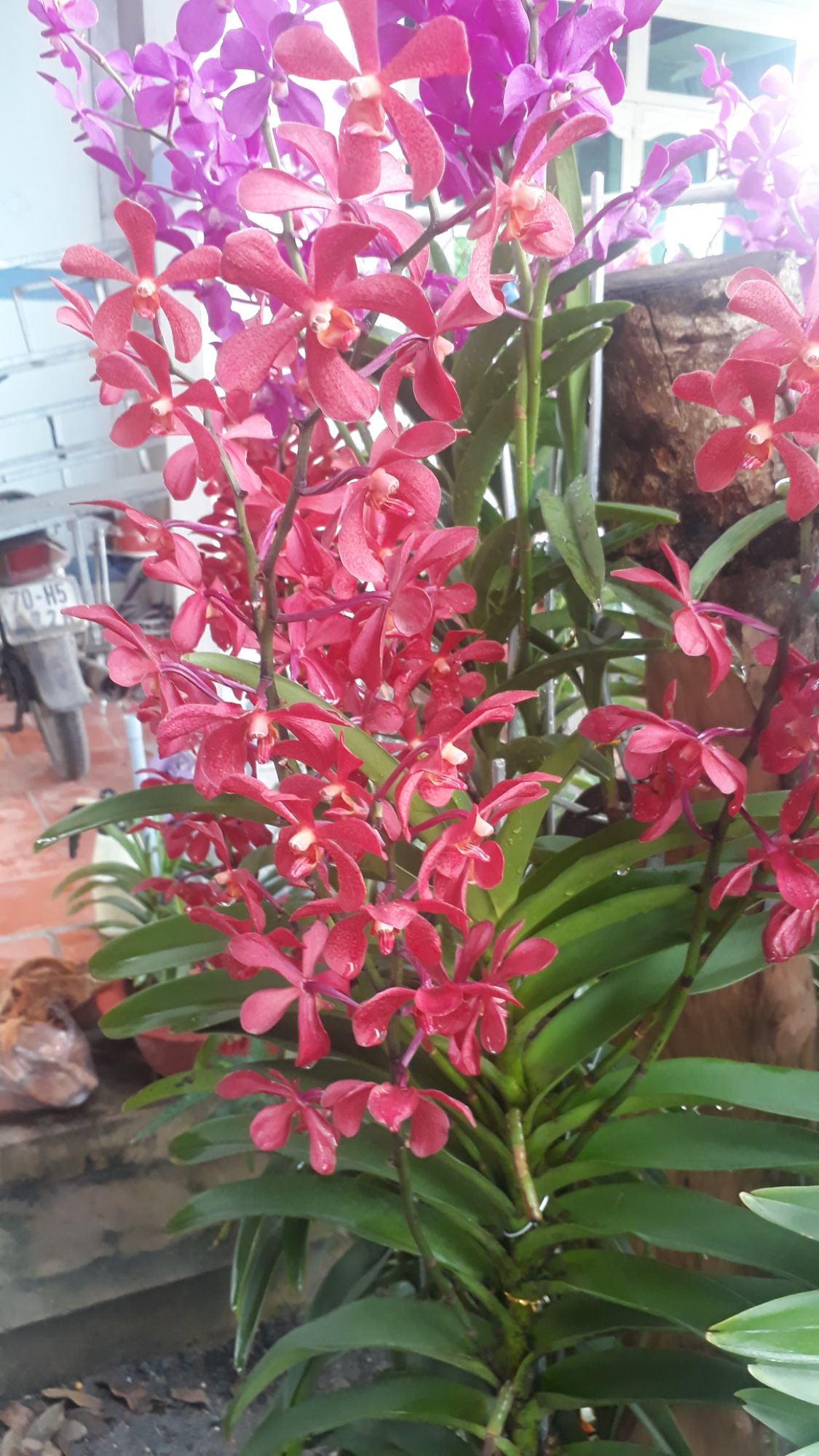 2 Cây Lan Giống Mokara Màu Đỏ(Cây cao 70-80)