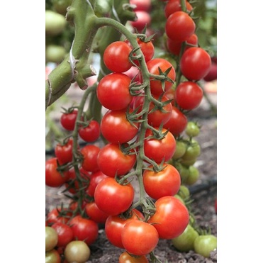 Hạt giống Cà Chua Cherry Đỏ ( cao sản, dễ trồng, ăn ngọt, mát )