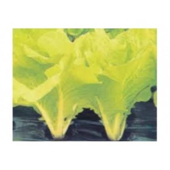 CẢI BẸ TRẮNG LÁ VÀNG HẠT GIỐNG 20GRAM