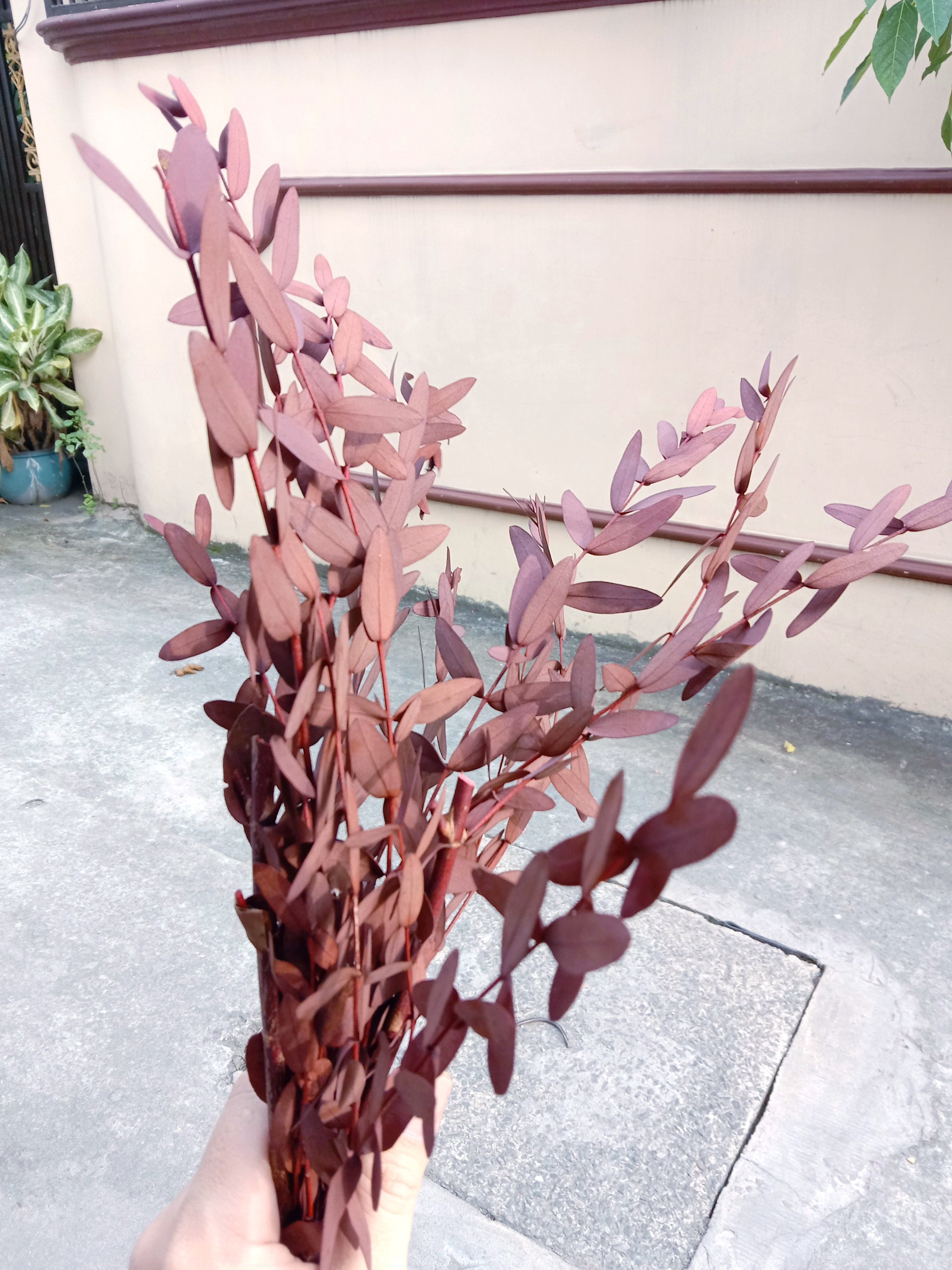 hoa khô - lá bạch đàn nhỏ