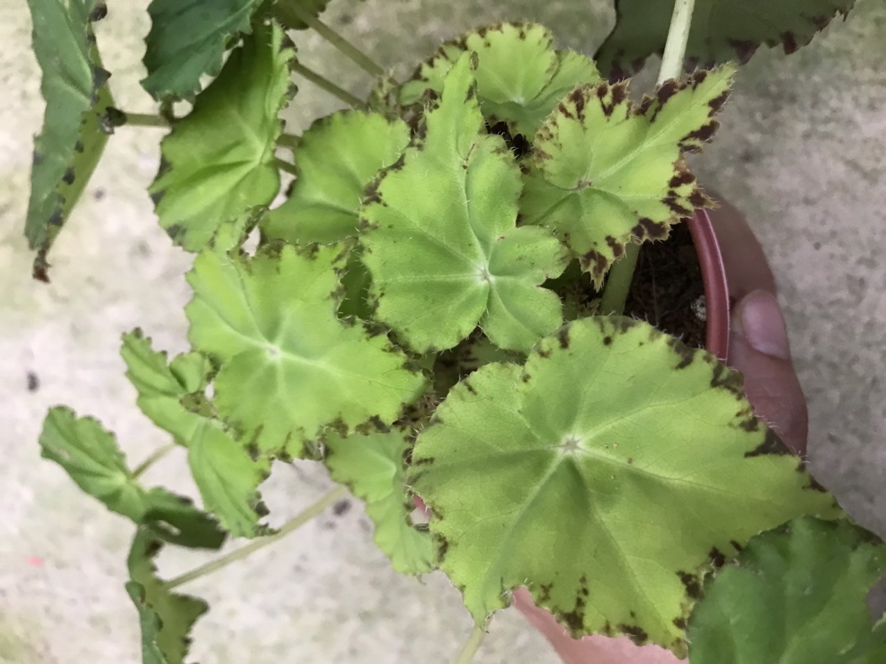 Thu Hải Đường -  Begonia 10 màu sắc
