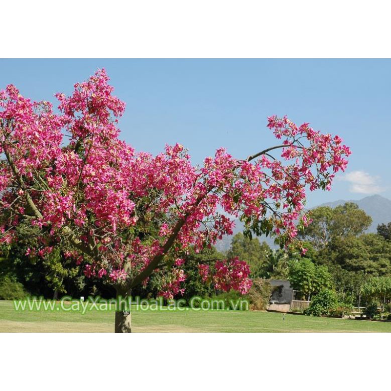 Cây giống hoa mỹnhân