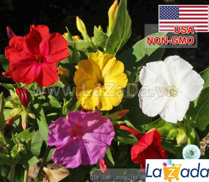 100GR 1100.HẠT Hạt Giống Hoa Bông Phấn Bốn Giờ Mix Màu (| -KD: B5*V42)