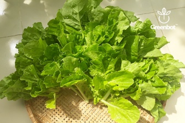 10g Hạt giống Cải dún