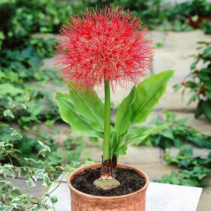 củ giống hoa hồng tú cầu size to
