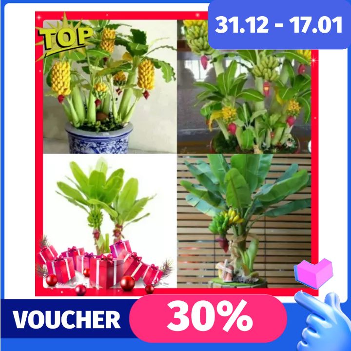 [Lấy mã giảm thêm 30%] Gói Hạt Giống Chuối Mini (Chuối Cảnh)