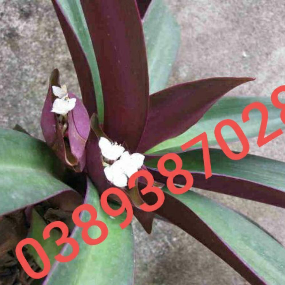 hoa cây lẽ bạn(sò tím, sò huyết)100g