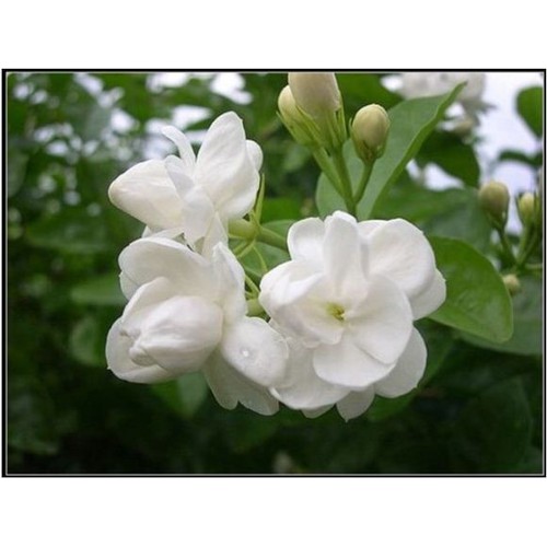 CÂY HOA HẢI ĐƯỜNG TRẮNG CÂY NhỠ