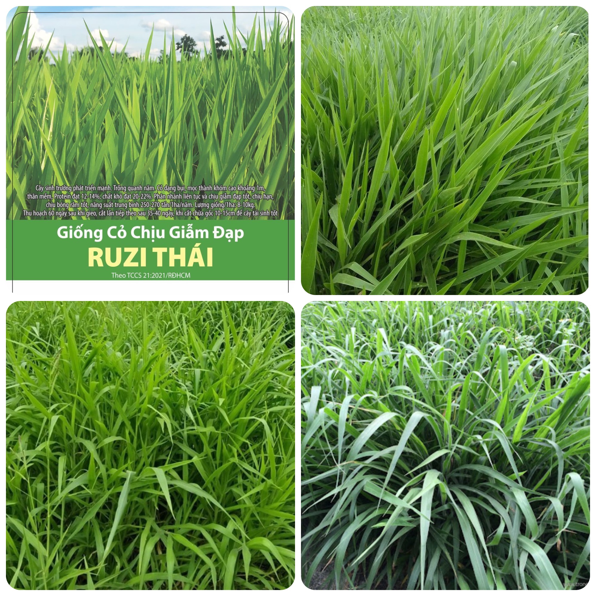 Hạt giống Cỏ Ruzi Thái / Cỏ sả chịu giẫm đạp, chịu hạn, chịu bóng râm tốt gói 100gr
