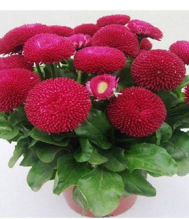 Hạt giống hoa Cúc Anh Mix Màu - gói 50 hạt