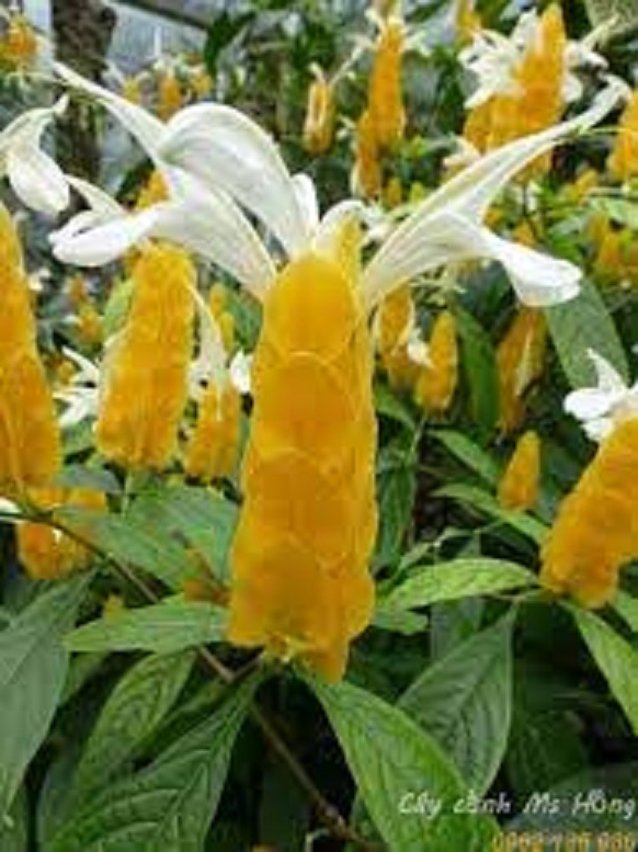 Chậu cây hoa rồng nhả ngọc - Hoa bền đẹp