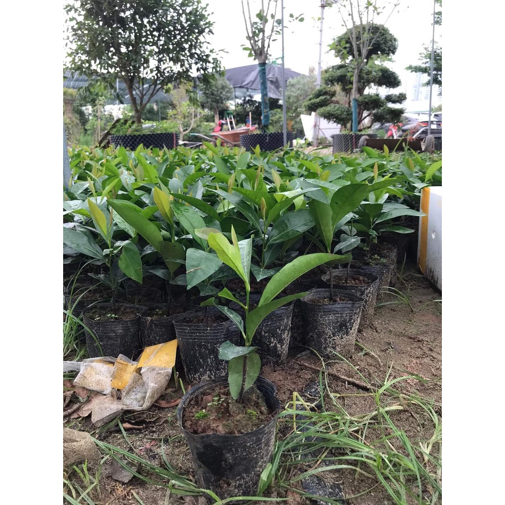 CÂY GIỐNG HỒNG ĐEN SOCOLA SIÊU SỚM (giao siêu nhanh cam kết chất lượng)