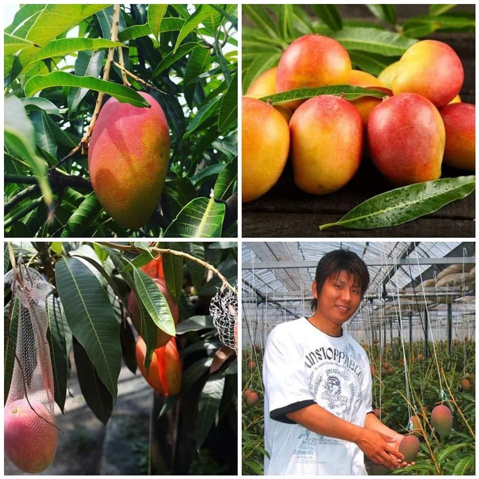 Cây giống xoài đỏ, giống xoài đỏ nhật bản, cây ghép cho quả sau 3 tháng