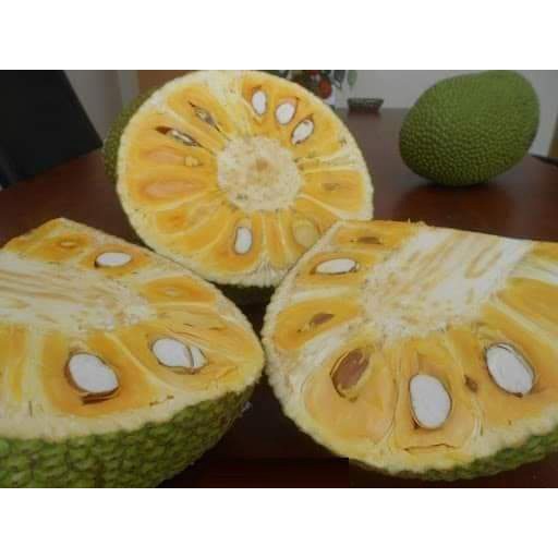 Cây Giống Mít nghệ tứ quý (cây ghép mau trái )