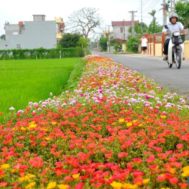 Hạt Giống Hoa Mười Giờ Nhiều Màu (200 Hạt)