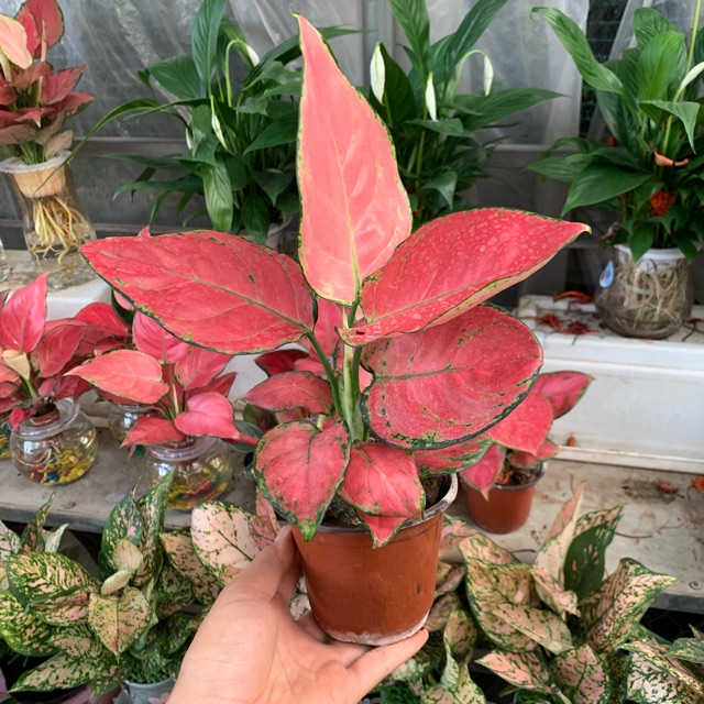 Cây vạn lộc , cây hồng lộc