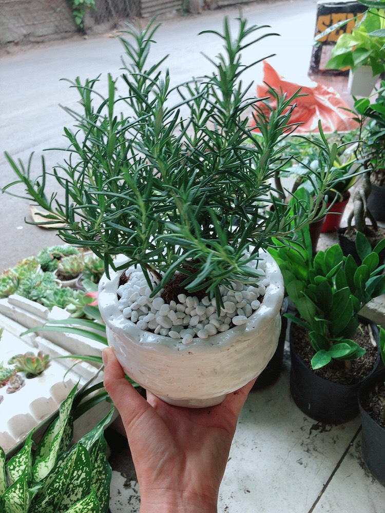 Cây Hương Thảo Có Chậu Sứ