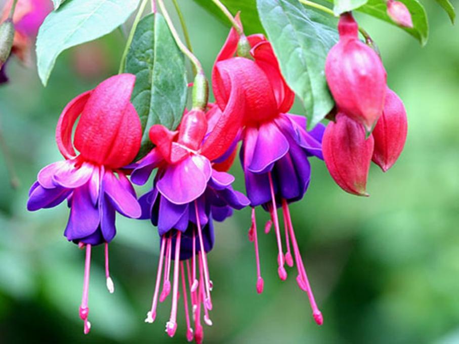 20 Hạt giống hoa lồng đèn