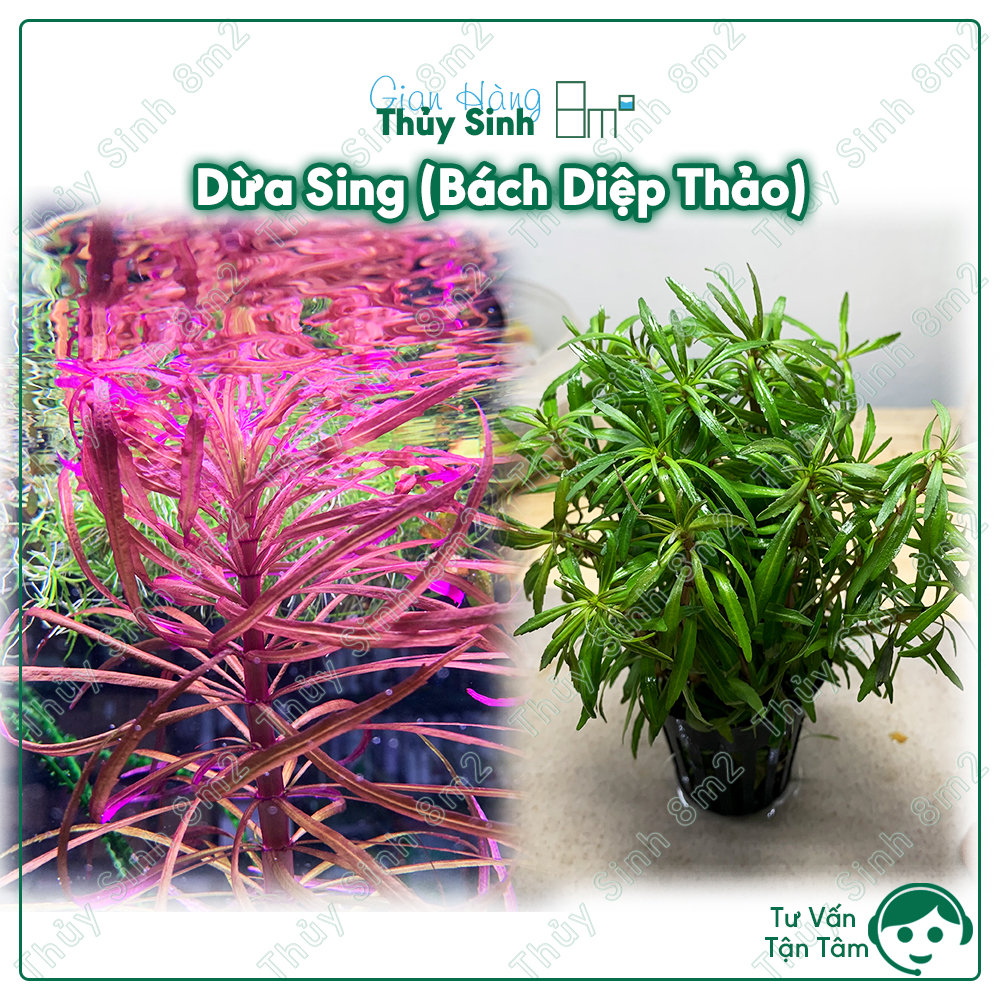 Cây Dừa Sing (Bách Diệp Thảo), Cây Thủy Sinh Hậu Cảnh, Cắt Cắm | 8m2
