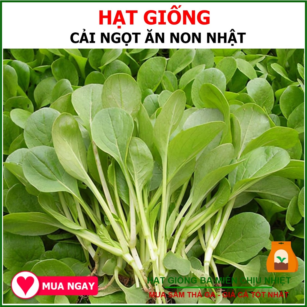 20g - hạt giống rau cải ngọt ăn non japonica
