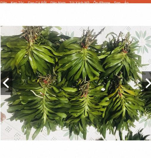 Lan tam bảo sắc 35k/bó
