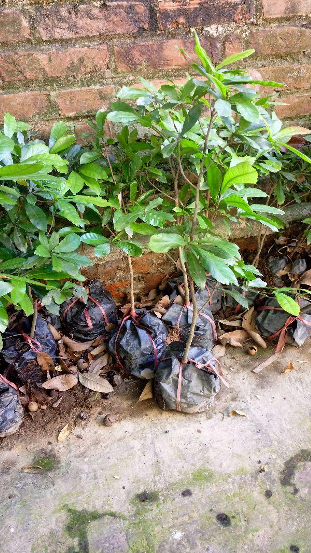 Cây thần kỳ cam kết chất lượng
