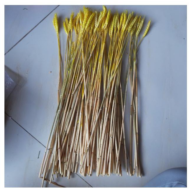 [HCM]Bó 50 nhánh lúa mạch LÚA THẬT PHƠI KHÔ KGD089