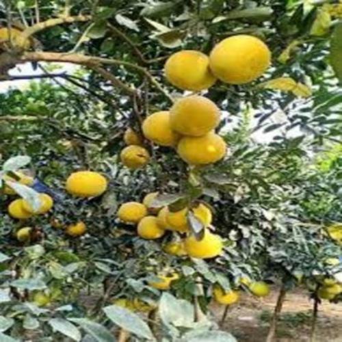 Cây giống bưởi diễn siêu ngon siêu quả- cam kêt giống chuẩn f1